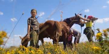 На конном дворе прошли занятия с казачатами КВПК "ПЛАСТУН"